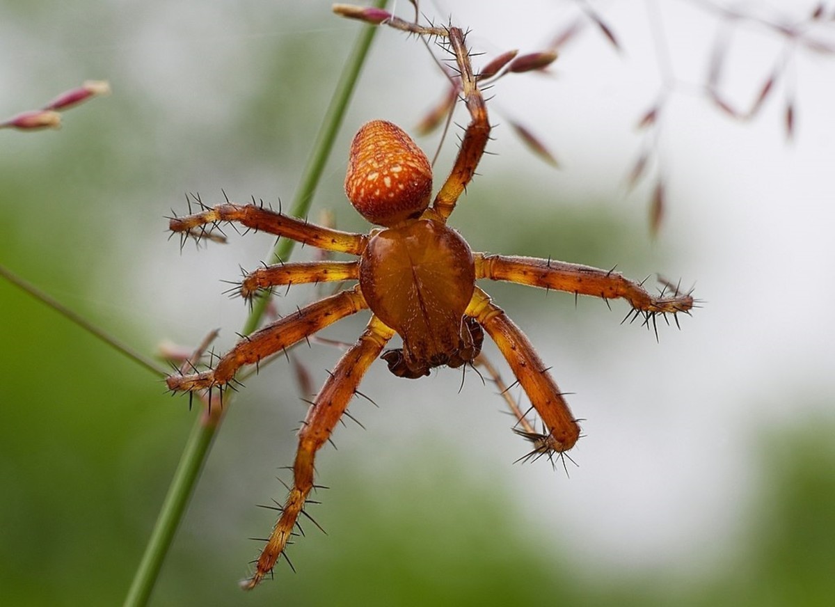 A male strawberry spider, which is native to Europe and Asia.