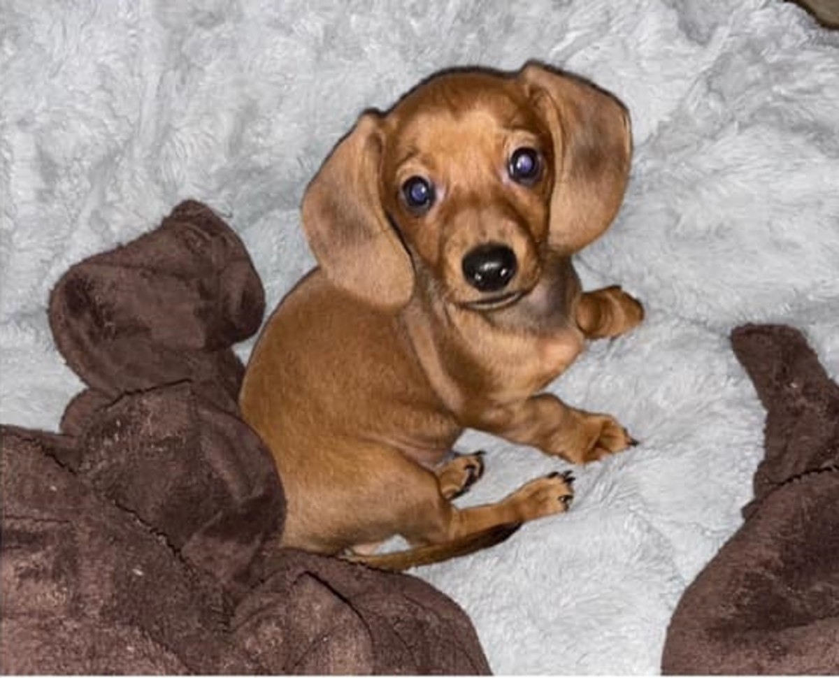 Eight-week-old dachshund puppy