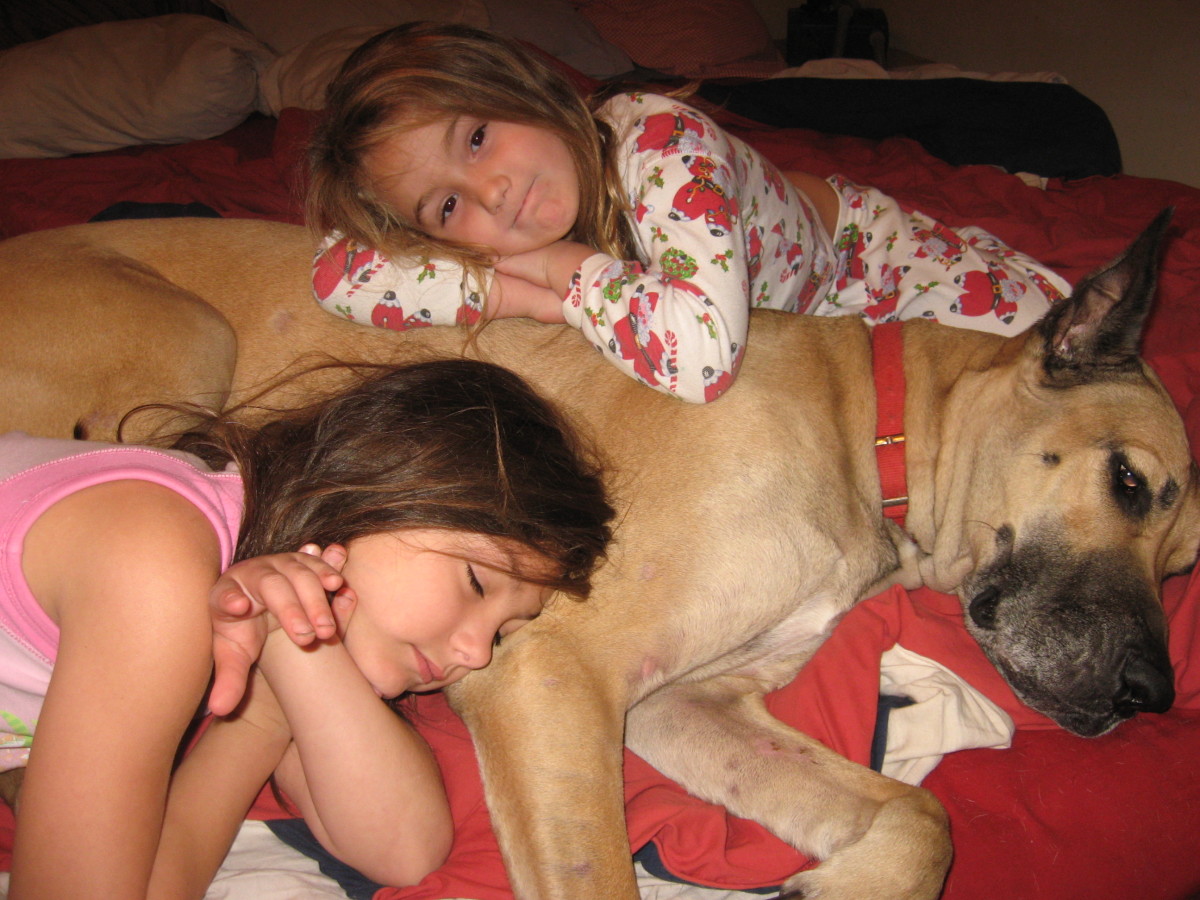 Great Danes and Kids: Partners in Crime