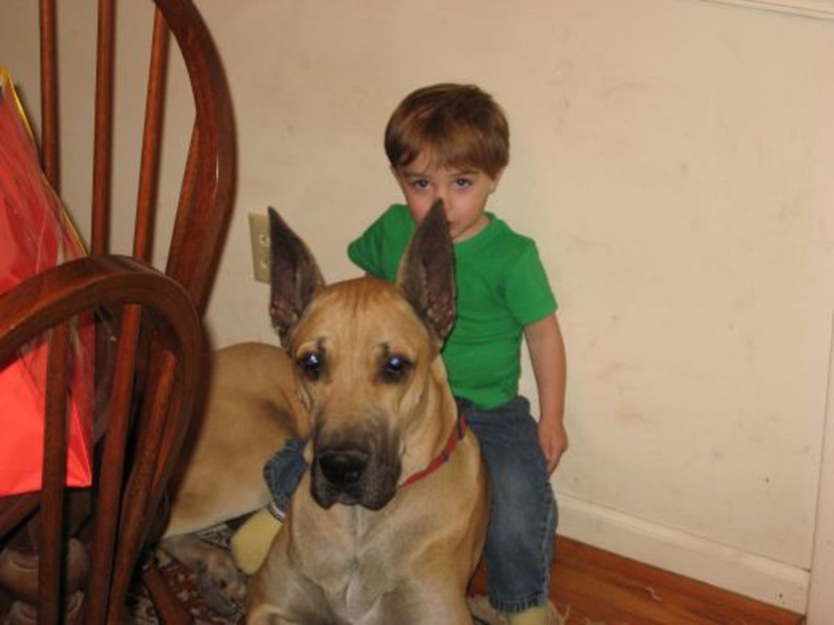 are great danes good with kids