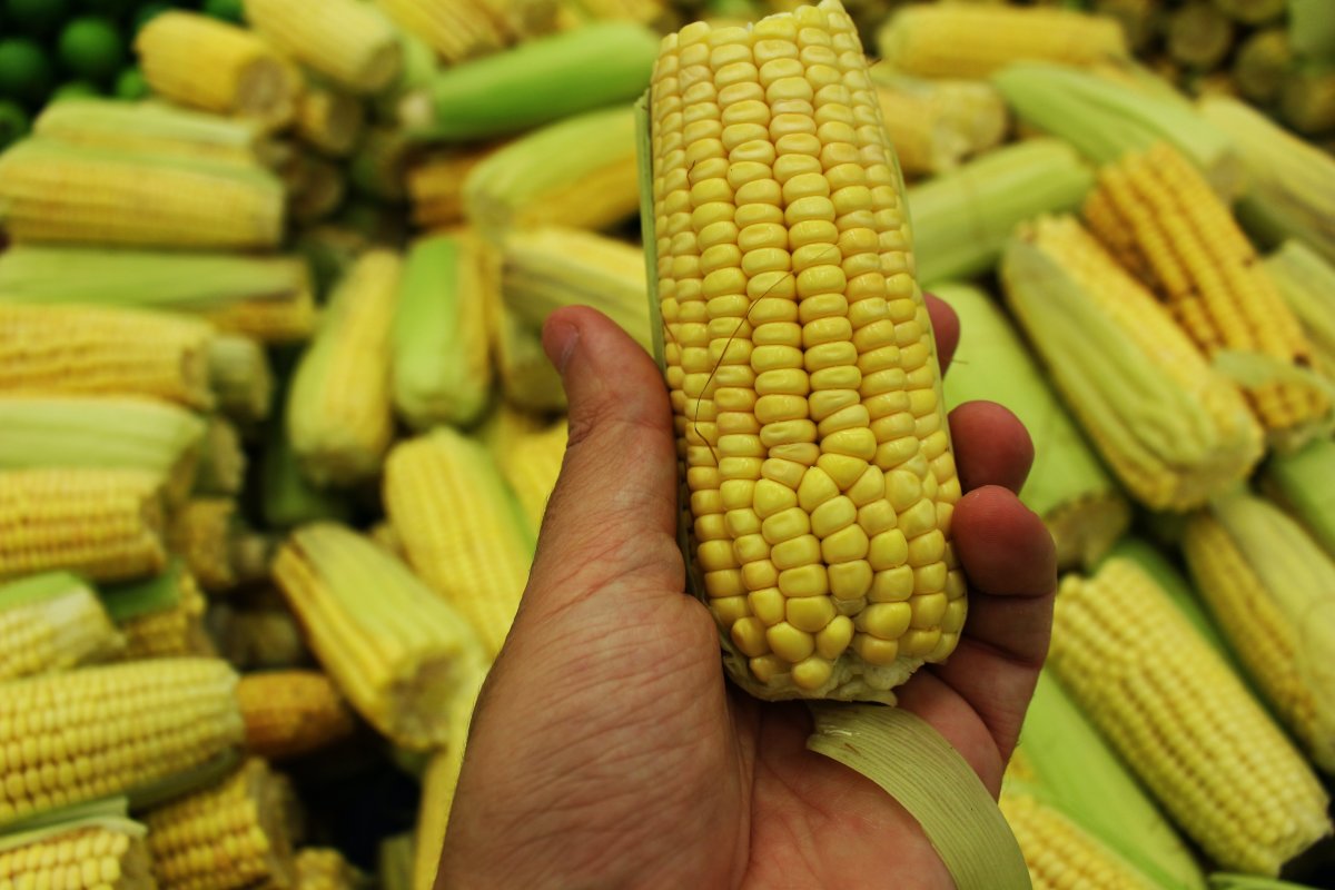 Yellow Corn Benefits: The Most Important and Best Benefits of This Healthy Food