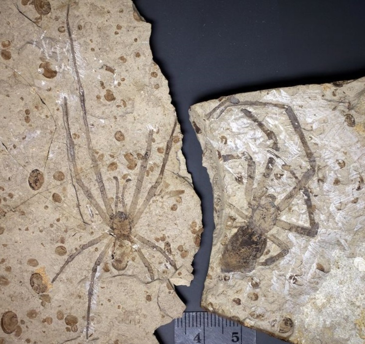 Mongolarachne was one of the earliest Orb-weaver spiders, 165 million years ago.
