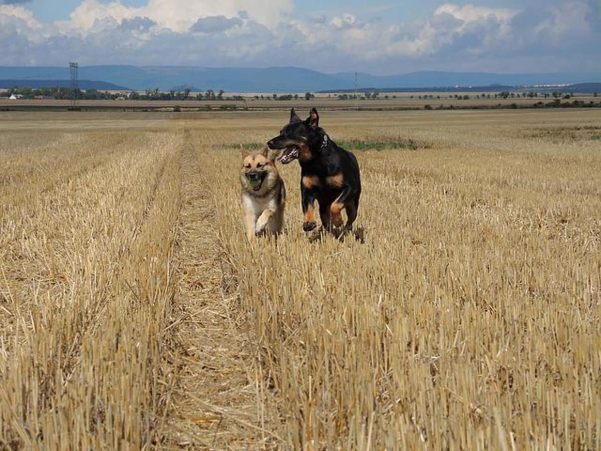 Dogs play fetch on farm
