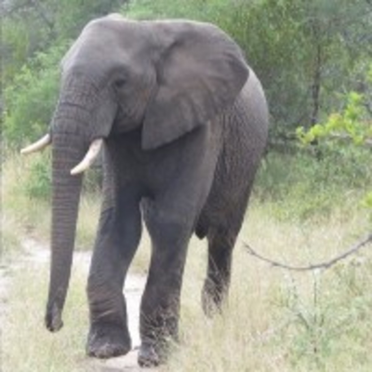 The Mighty Elephant! We Startled Her and with Ears Flared she Gave Us a Warning Scream!