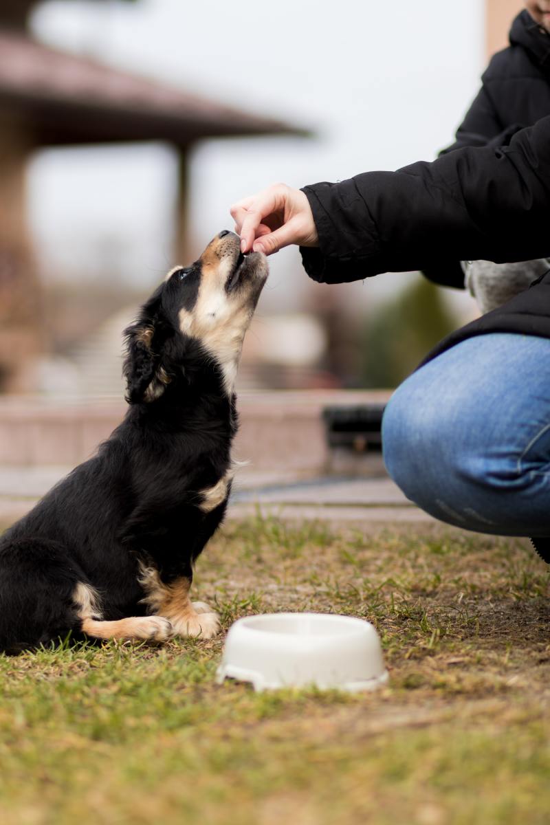 Follow these easy steps to train your dog to take treats gently.
