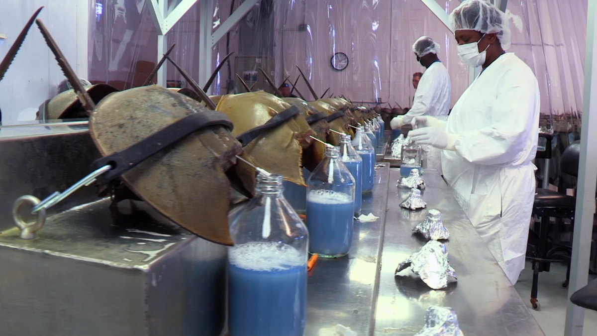 Scientists extract the blood of horseshoe crabs to perform important studies in vaccine and medical products 