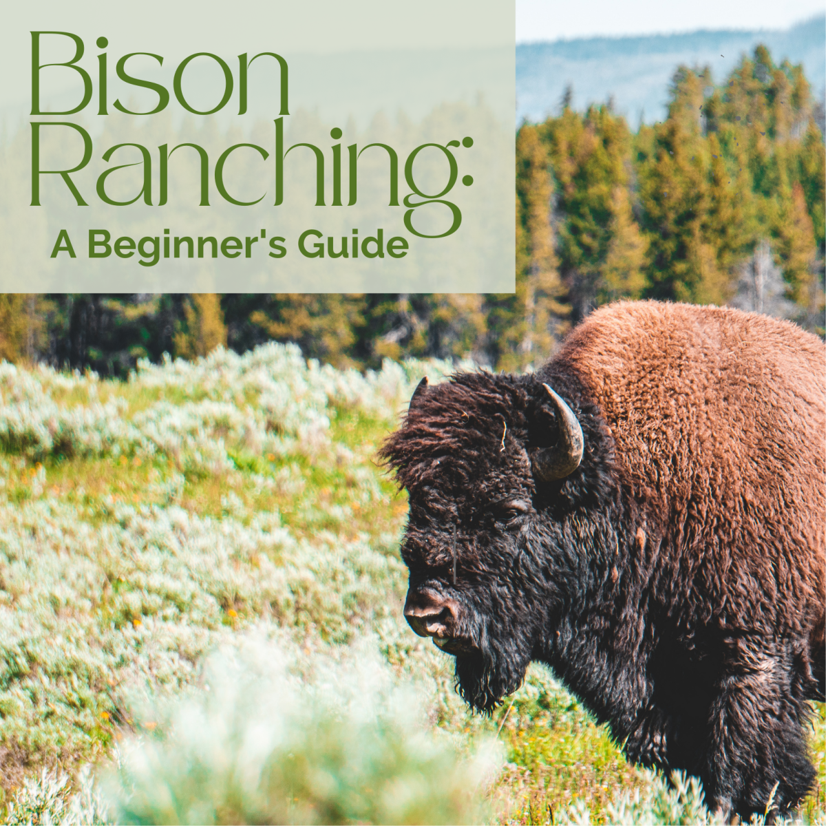 A guide to raising bison