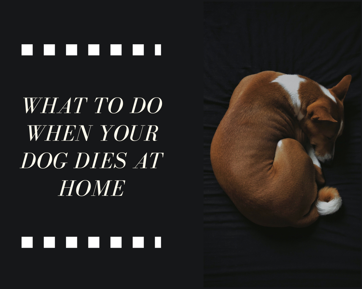 Your dog passing away at home can be difficult, and the grieving process will be challenging. Here's what to do when this happens. 