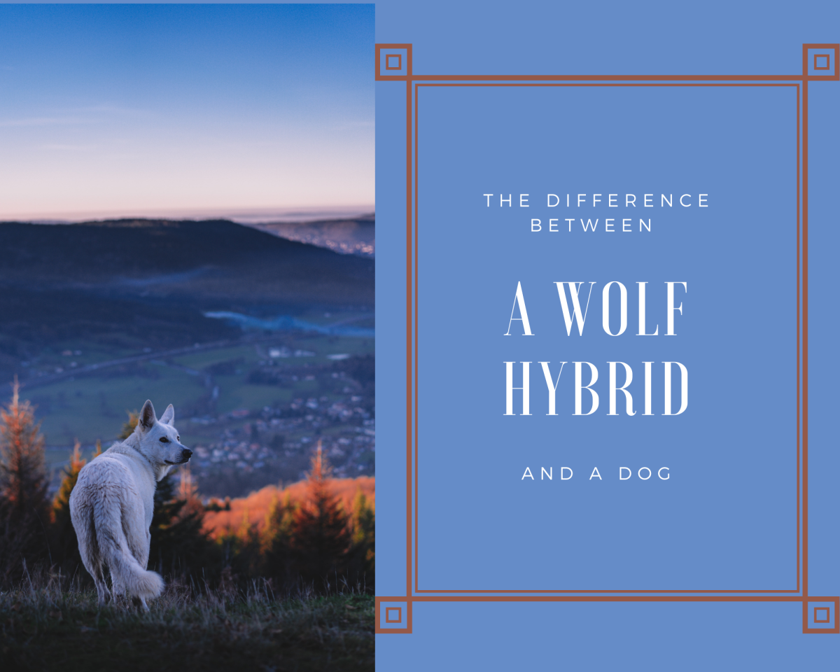 The Difference Between a Wolf/Hybrid and a Dog