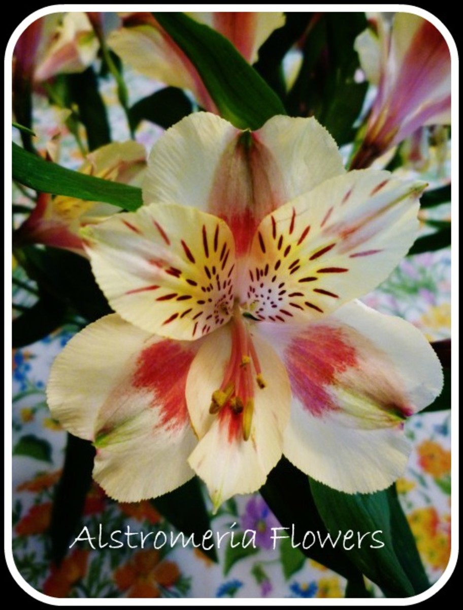 Alstroemeria Flower Pictures: Aka Peruvian Lily (Plus FAQs)