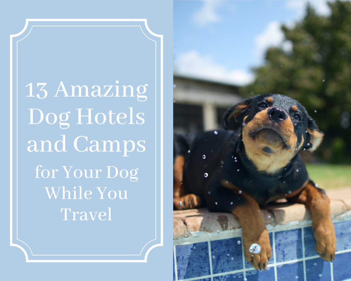 Planning on traveling soon but don't want to leave your pup home alone and bored? Well, here is a list of 15 amazing hotels and camps for your dog to stay at in the meantime. 