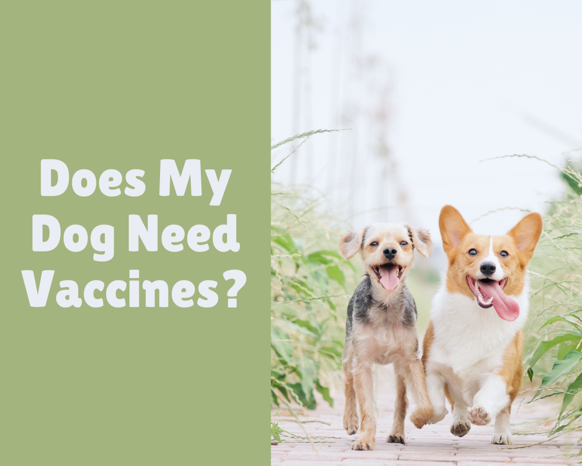 Learn about whether or not your new pup needs vaccines in this day and age. 
