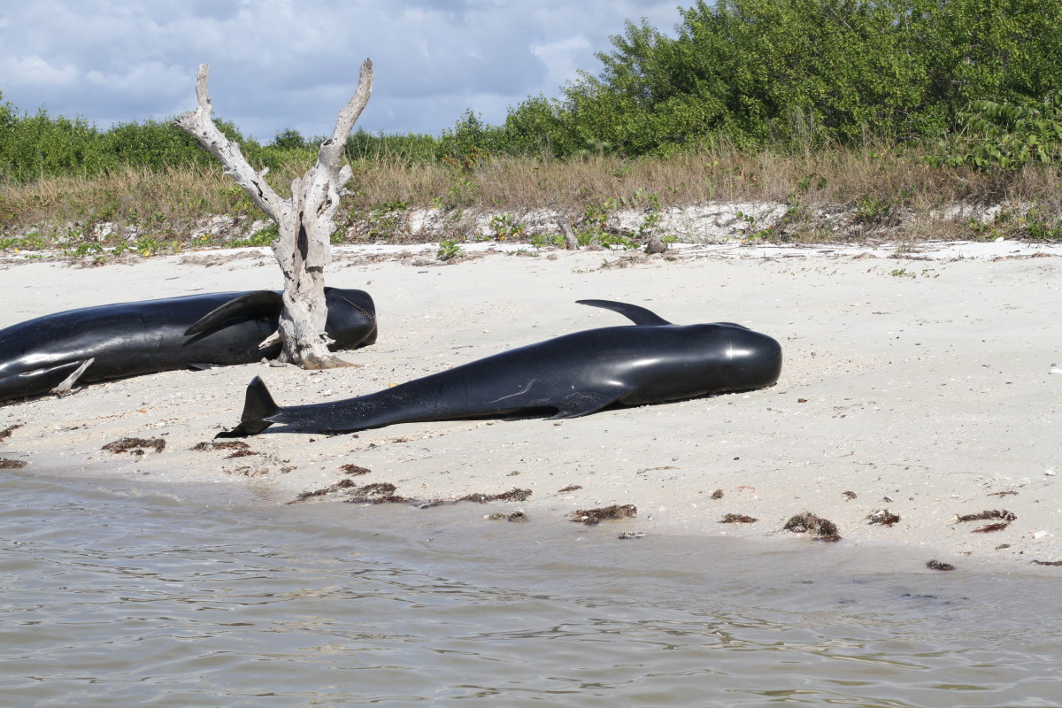 This photo depicts a couple of beached pilot whales on the coast of the Everglades National Park in Florida, December 2013.