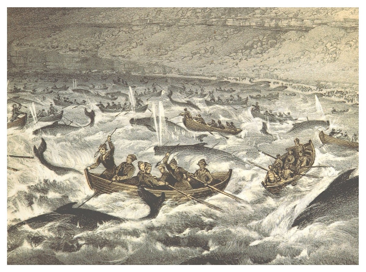 This illustration depicts a mass whaling event in the Faroe Islands in 1854. Today, these events are much more regulated and are supervised by police.