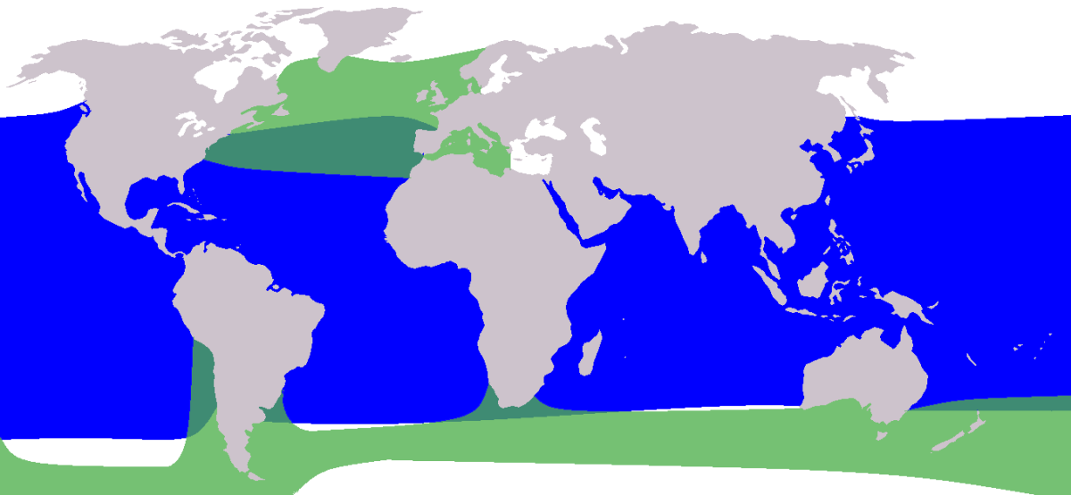 A range map of the two pilot whale species: Short-finned Pilot Whale (Globicephala macrorhynchus) is shown in blue and the Long-finned Pilot Whale (Globicephala melas) in green.
