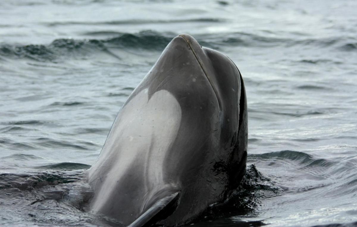 Pilot whales are big eaters, and once in a while even feast on up to 70 pounds of food each day.