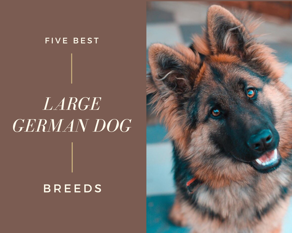 Looking for a German dog? A large one at that? Read on to find five of the best large German dog breeds. 