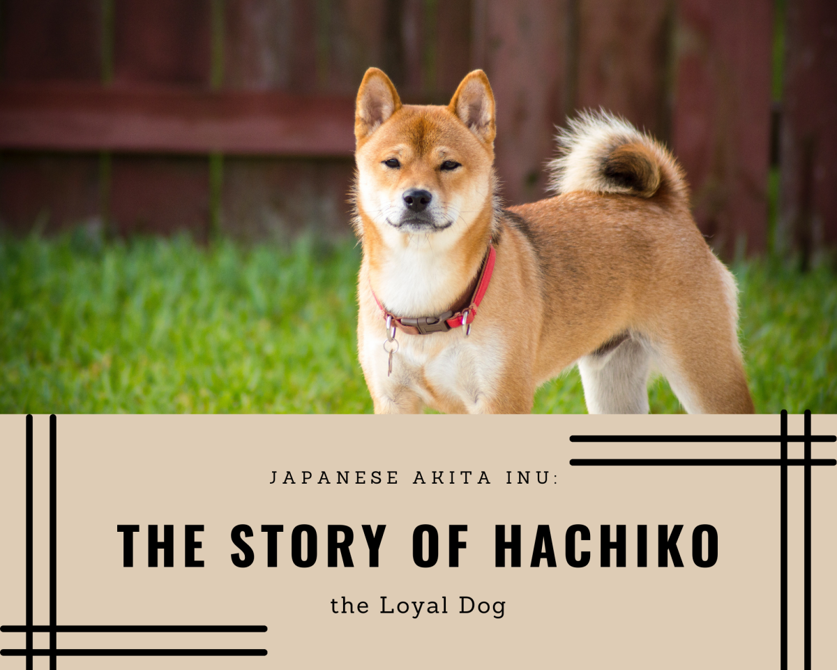 Japanese Akita Inu: The Story of Hachiko, the Loyal Dog