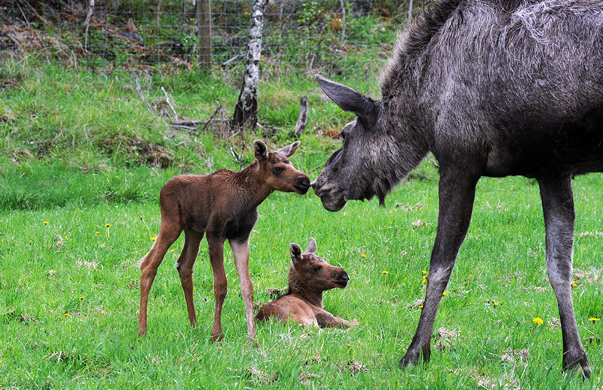 A moose with her calves at Gårdsjö Moose Park, Sweden.
