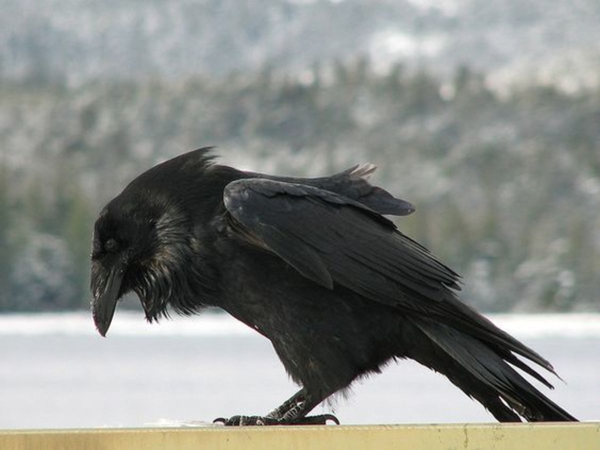 I know it's a Raven, but you should also know that Crow is a trickster...
