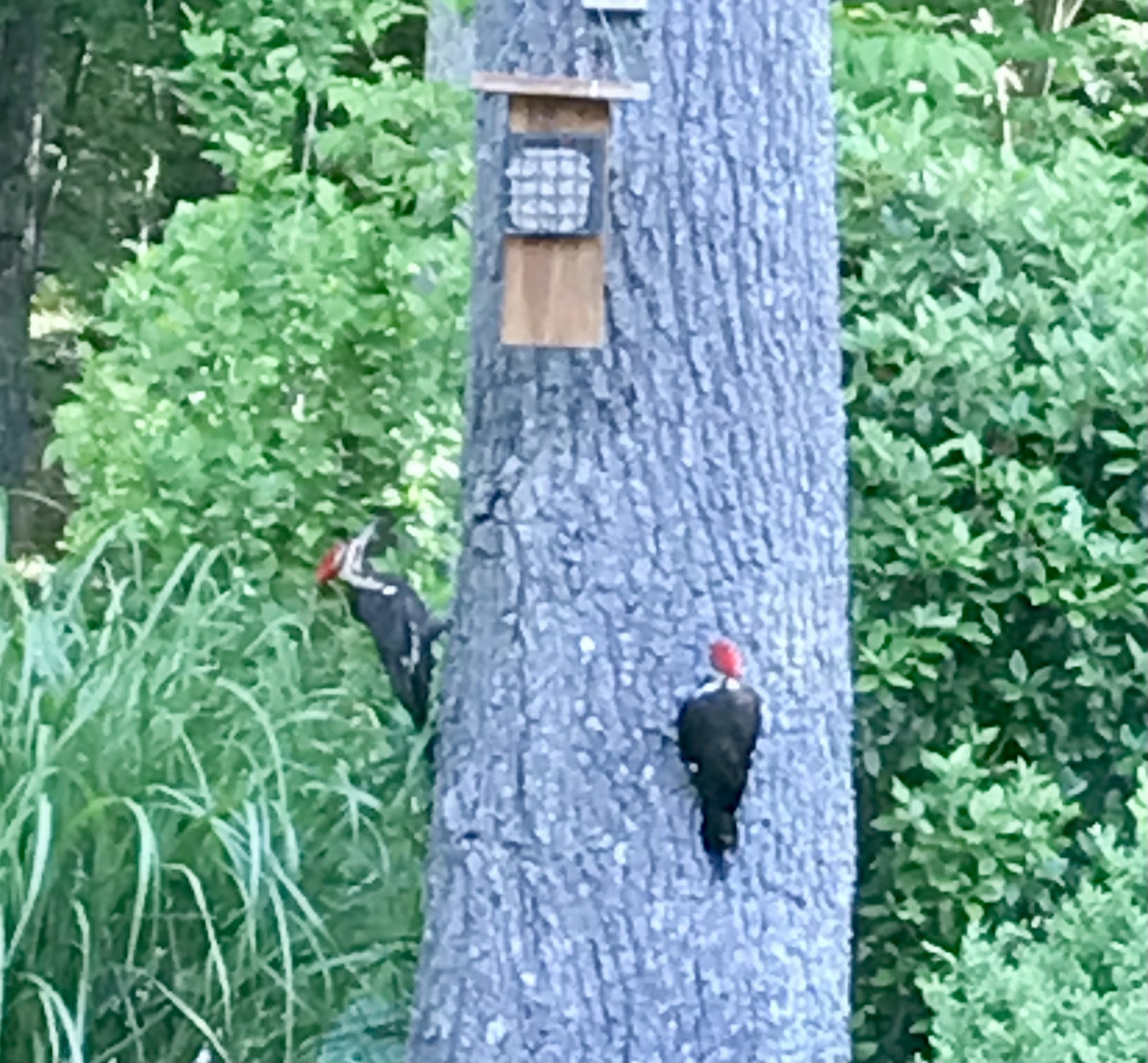 A pair of Pileated woodpeckers visit our suet feeder. A variety of native plants, bird feeders and  birdhouses invites the locals into our backyard.