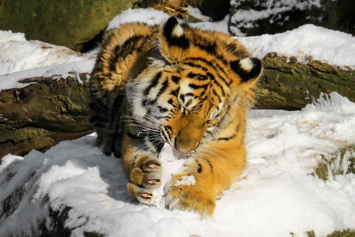 Tigress eating her meal! Real Meat!