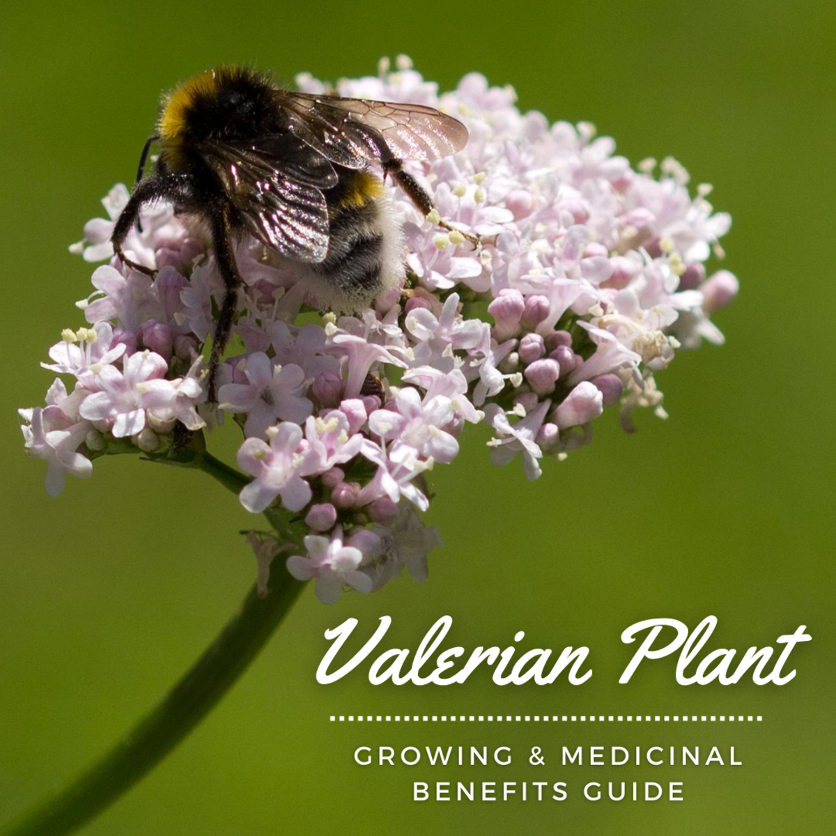 How to Grow Common Valerian (Valeriana Officinalis)
