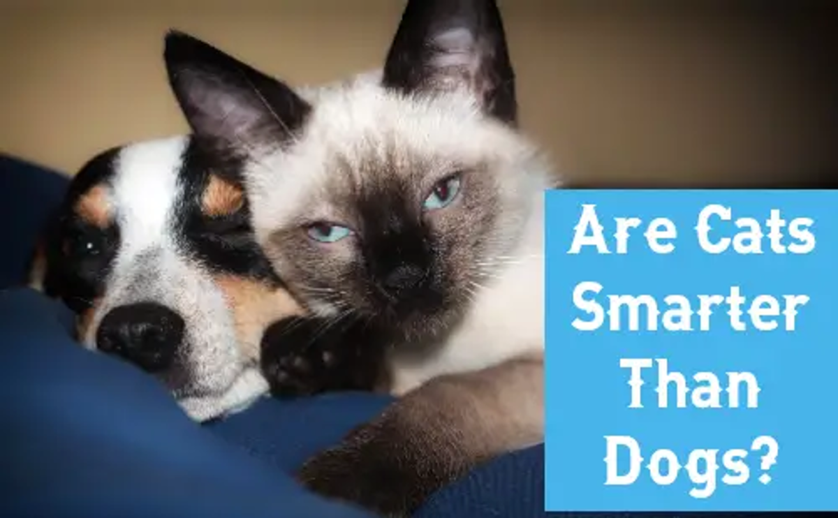 Are Cats Smarter Than Dogs?