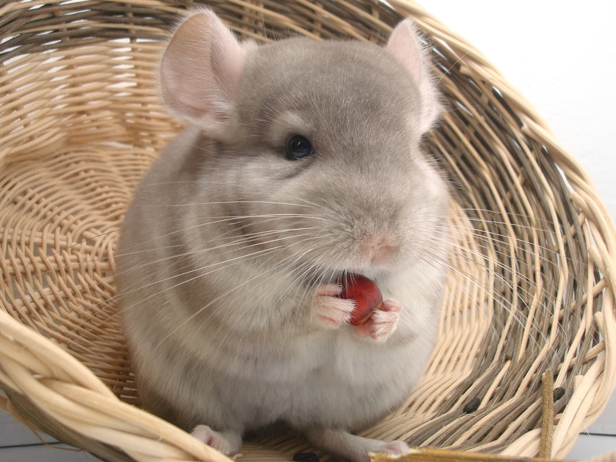 Did You Know a Chinchilla Can Be a Great Pet?