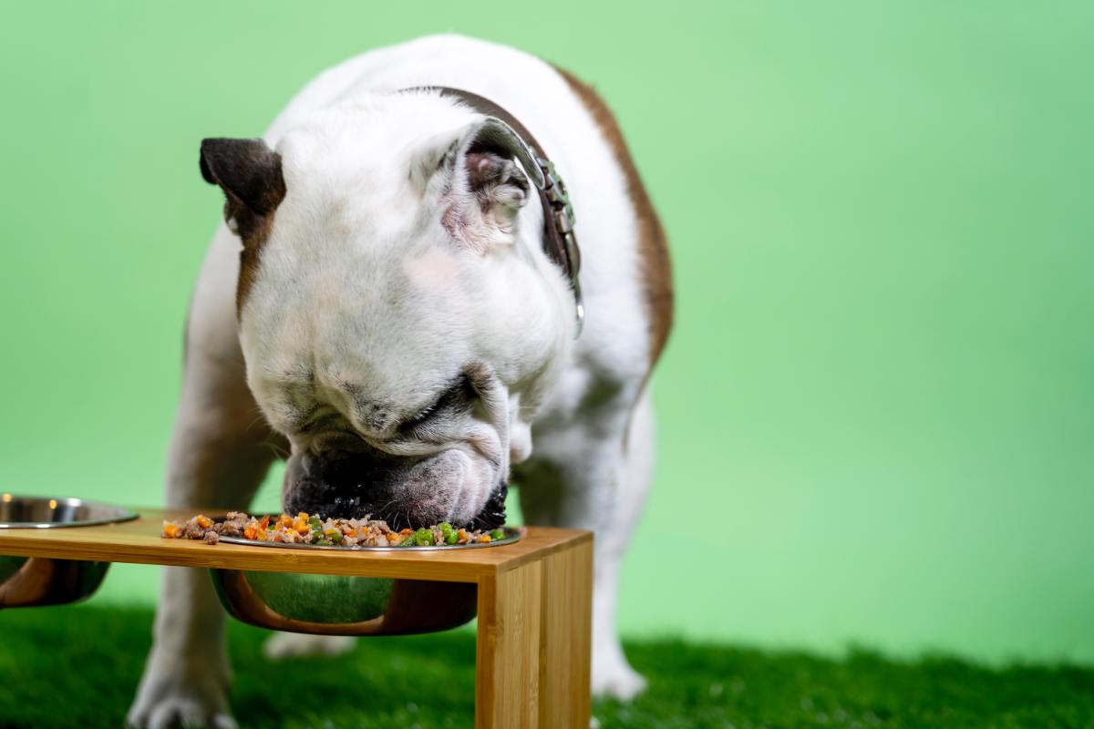 Don't hesitate to take your dog to a vet to rule out any illnesses that could be affecting their appetite. 