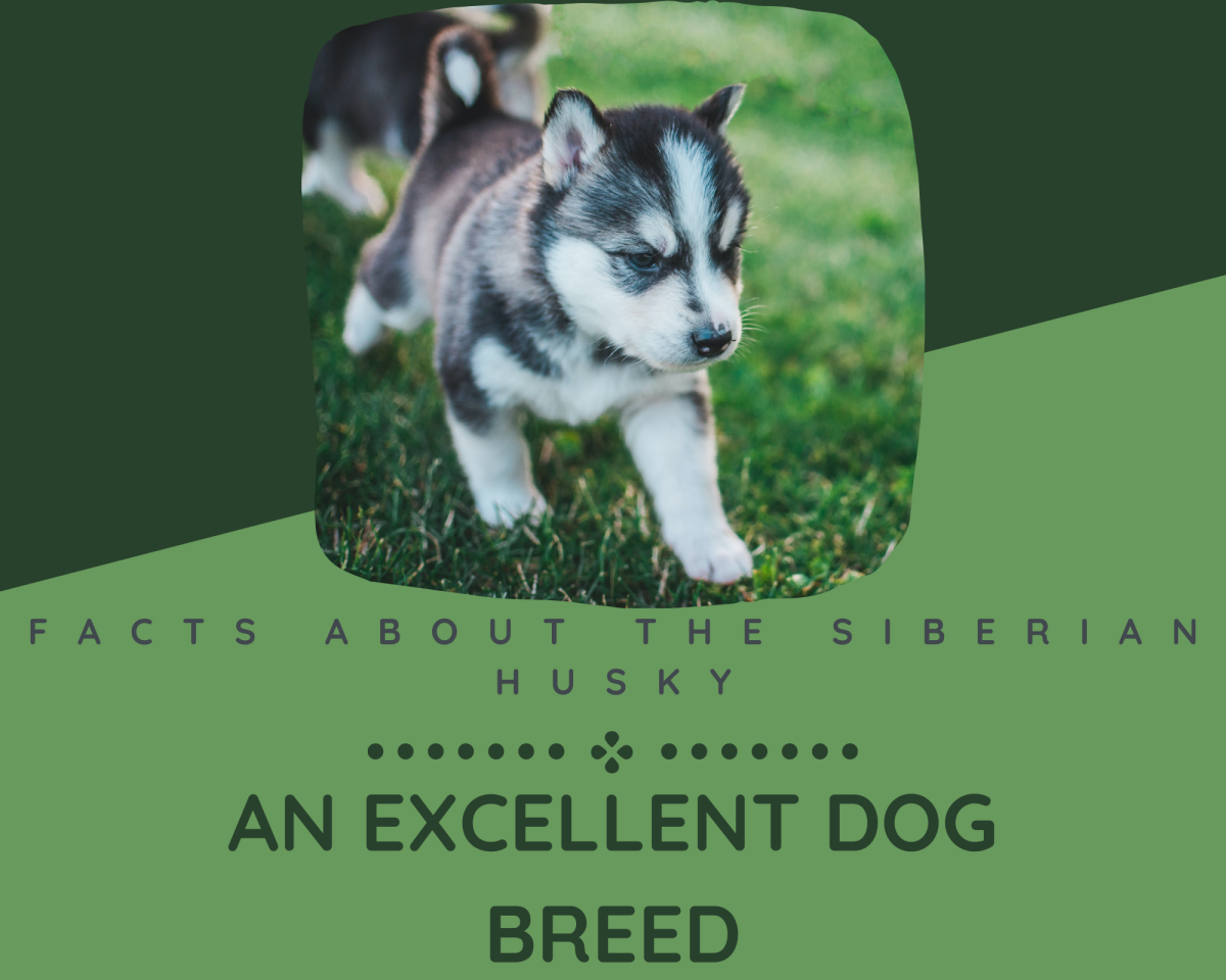 Facts About the Siberian Husky: An Excellent Dog Breed