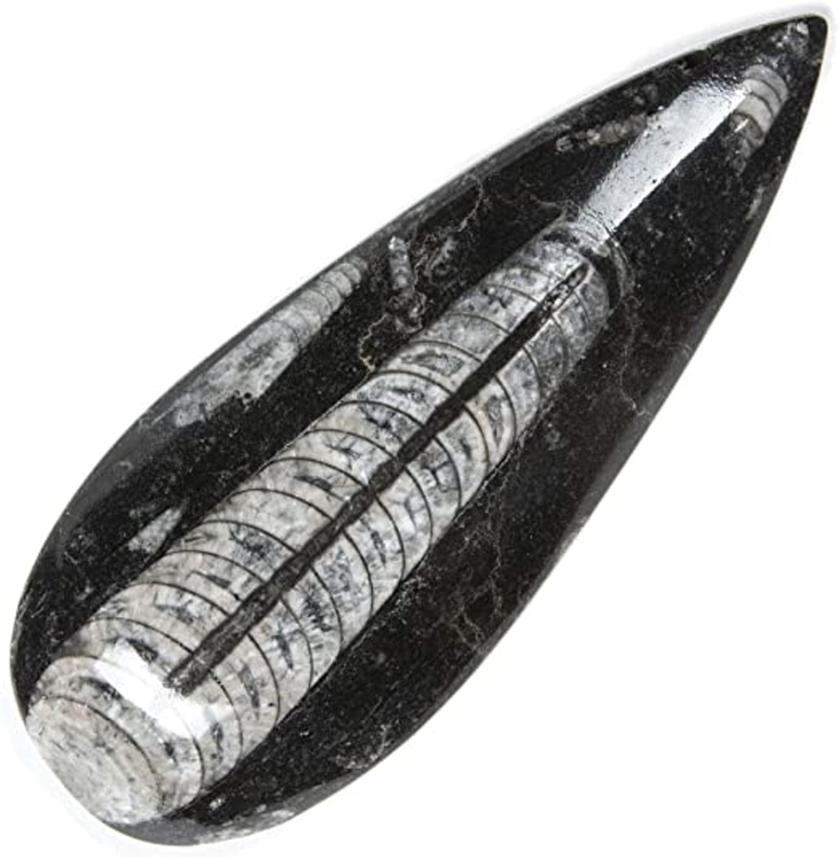 Polished Fossil Straight-Shelled Cephalopod Nautiloid i.e. Orthoceras meaning "straight horn"