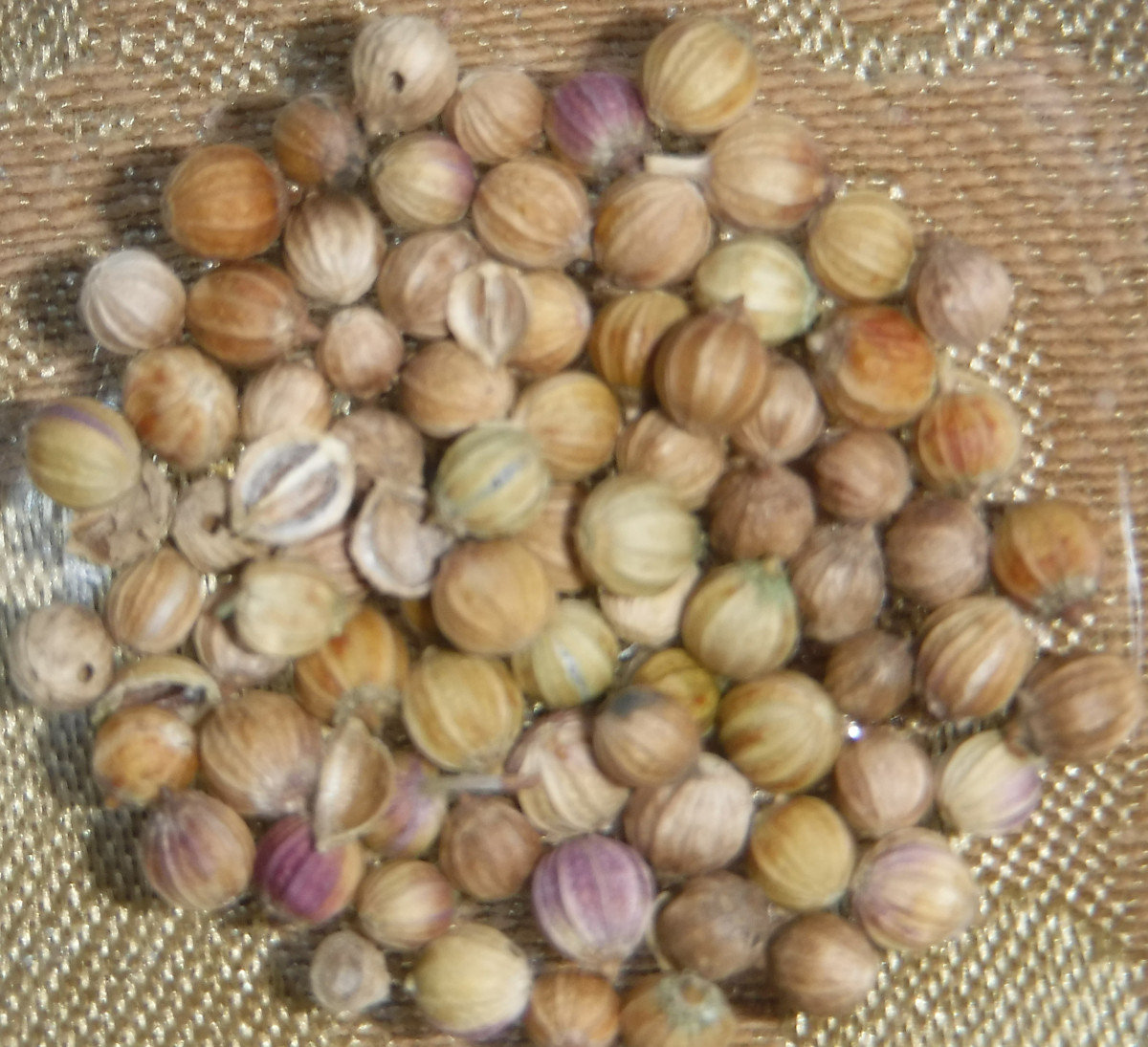 The coriander seeds are the "fruit" of the plant and used as a spice, whole or crushed.