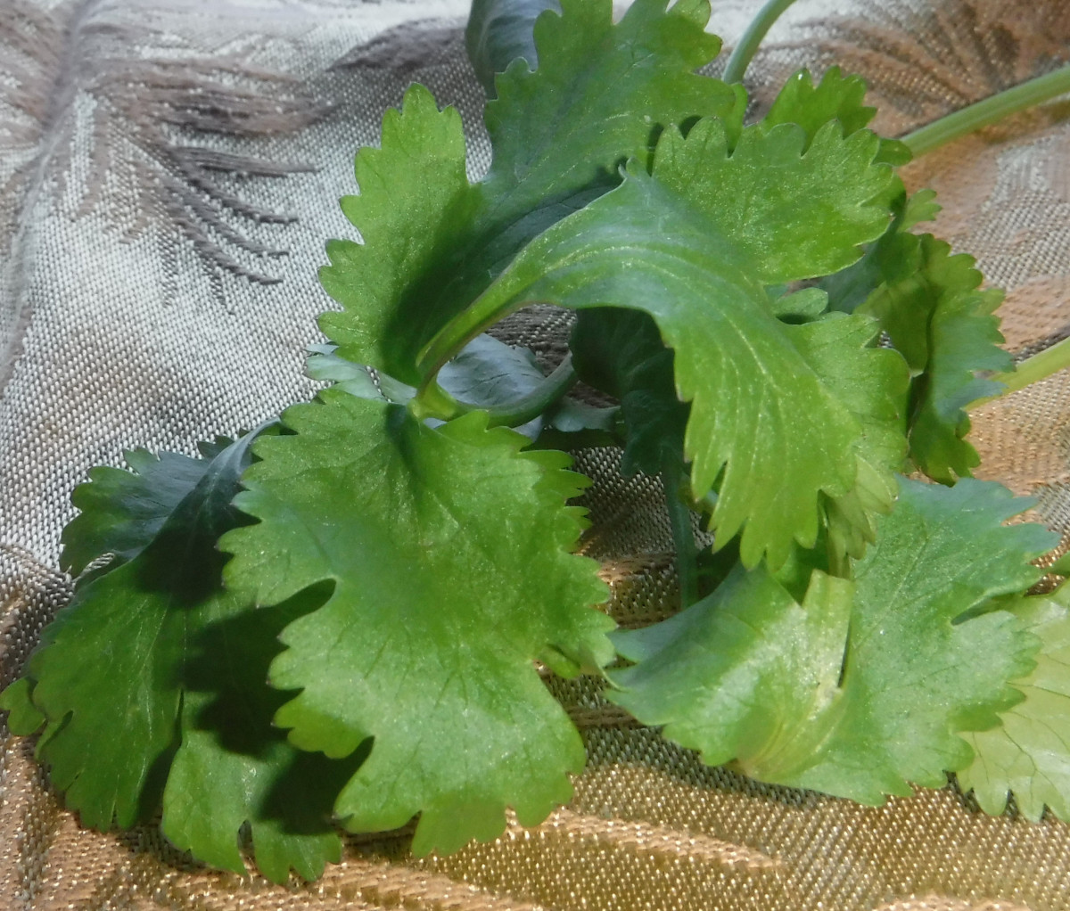 The cilantro leaves are classified as herbs in the culinary industry.