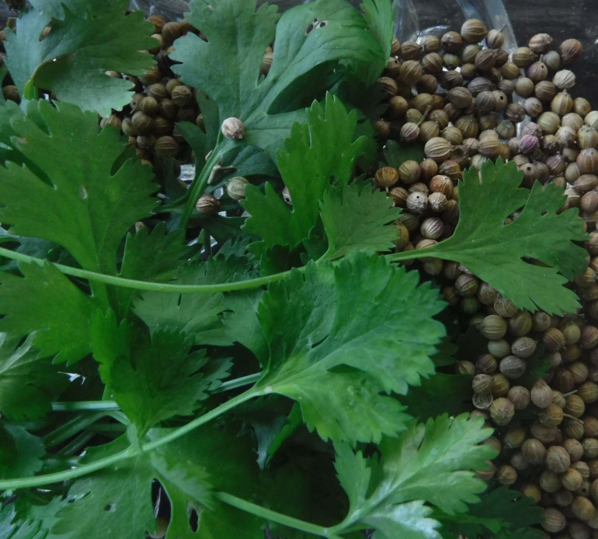 How to Grow Cilantro and Coriander - The Herb Spice Duo in The Garden