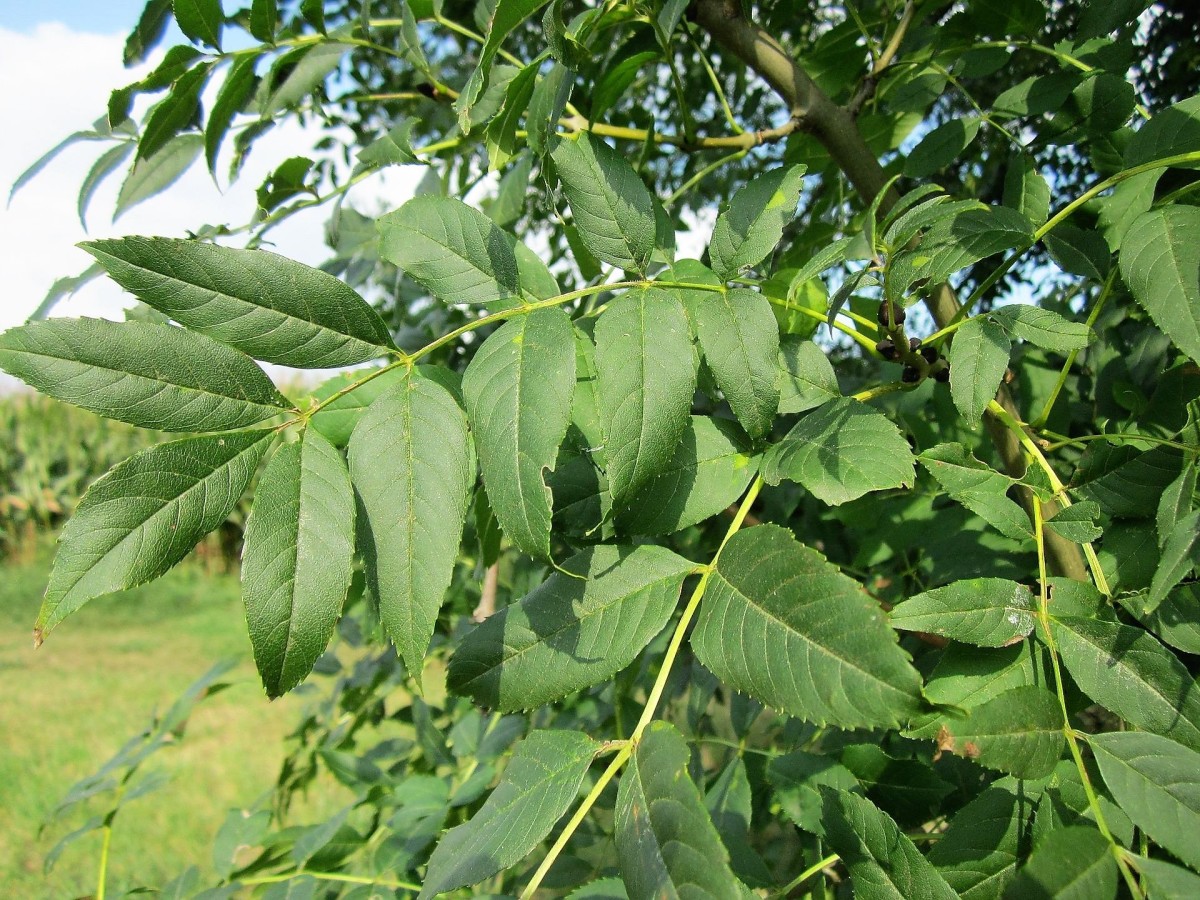 Leaves of the European or common ash (Fraxinus excelsior)
