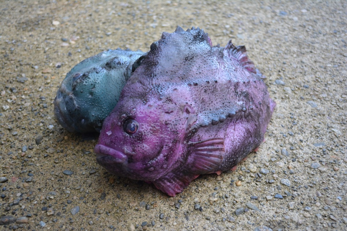 Lumpfish can be very colourful!