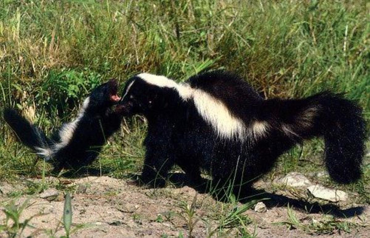Keeping Skunks Out of the Yard