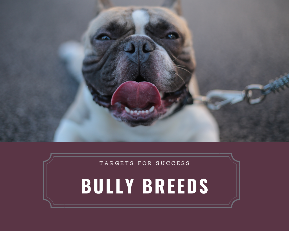 Thanks to the community and worldwide activism, bully breeds like the pit
bull are finding loving homes of their own. 