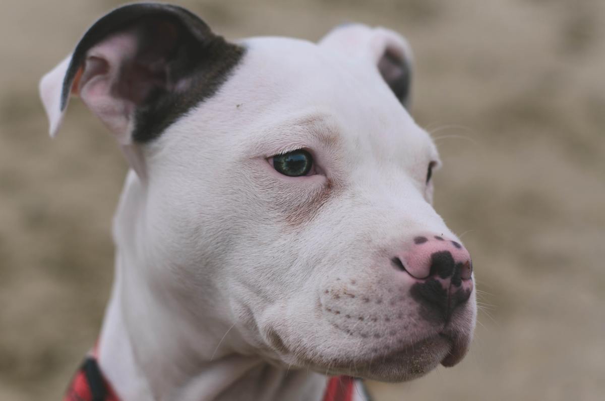 Pit bulls have just as much love to give as any other
breed.