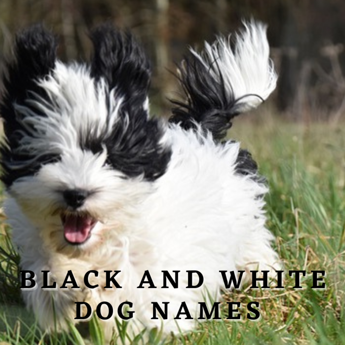 Black and white dog running
