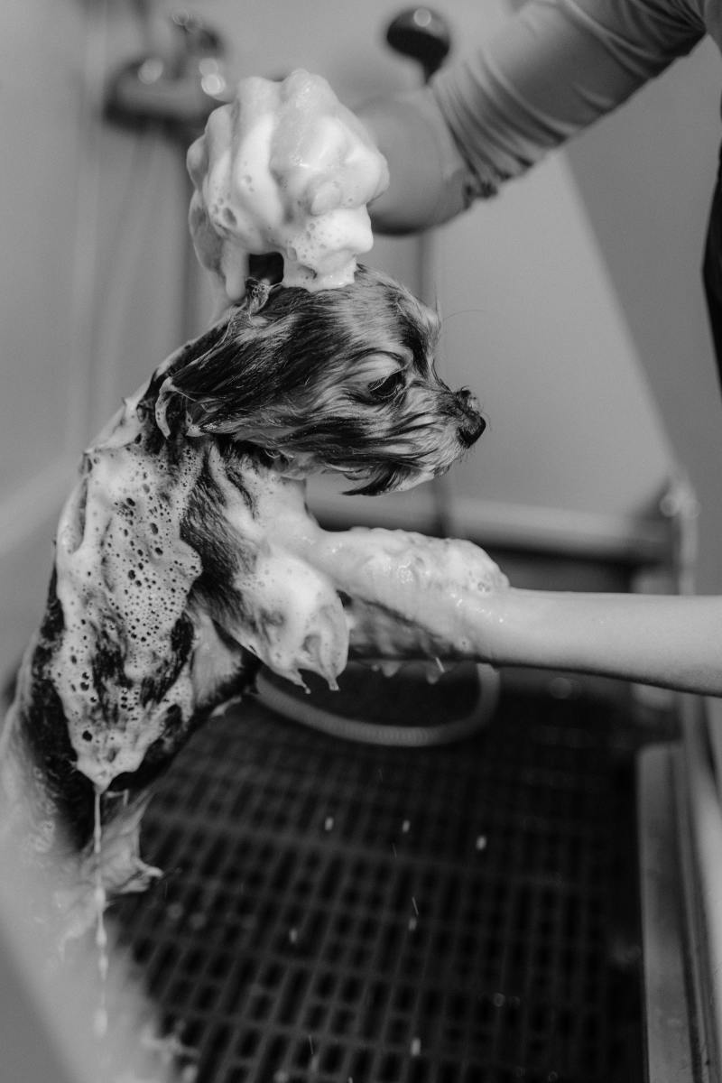 How to Choose the Right Shampoo for Your Dog