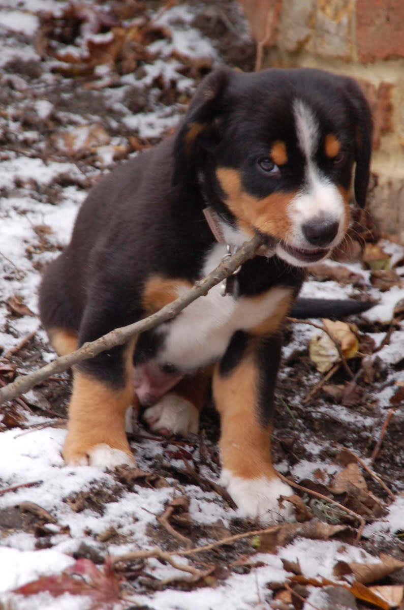 Your puppy will probably be caught off guard by how prepared you are.