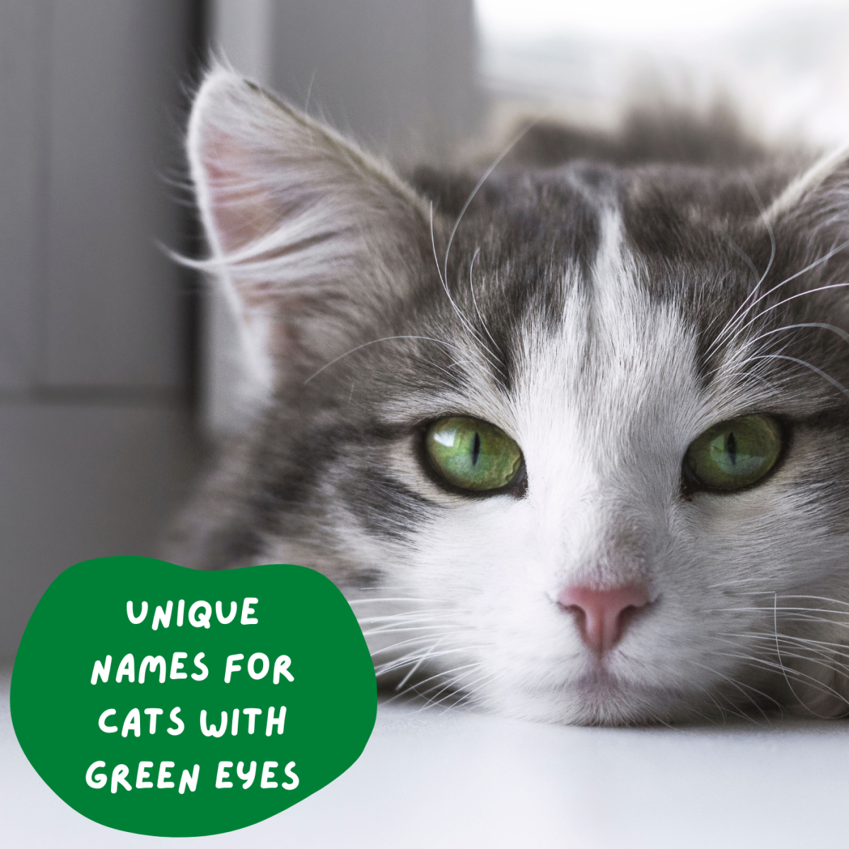 110 Unique Names for Cats With Green Eyes