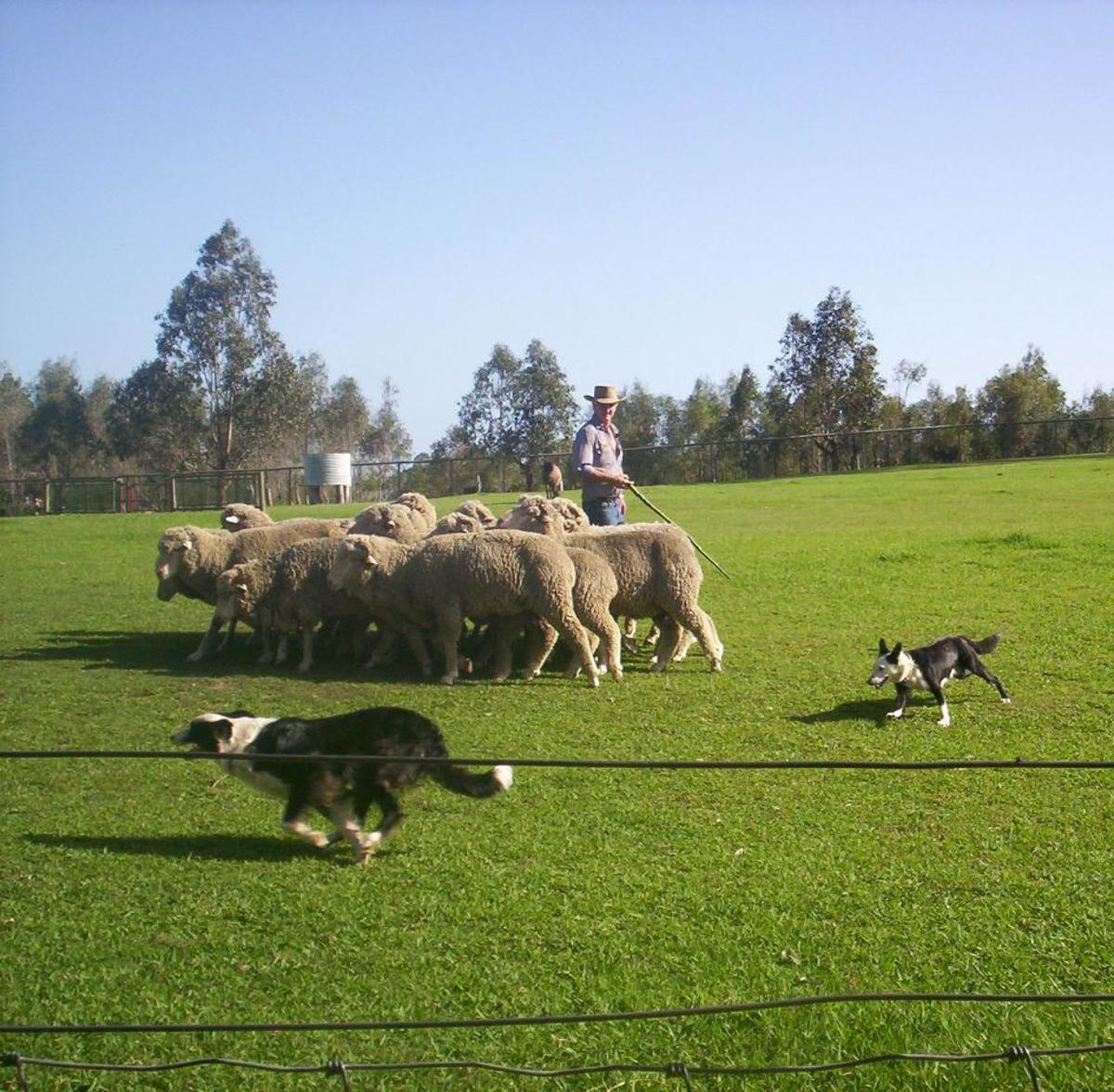 A Border Collie sheepdog herds sheep in Australia.
