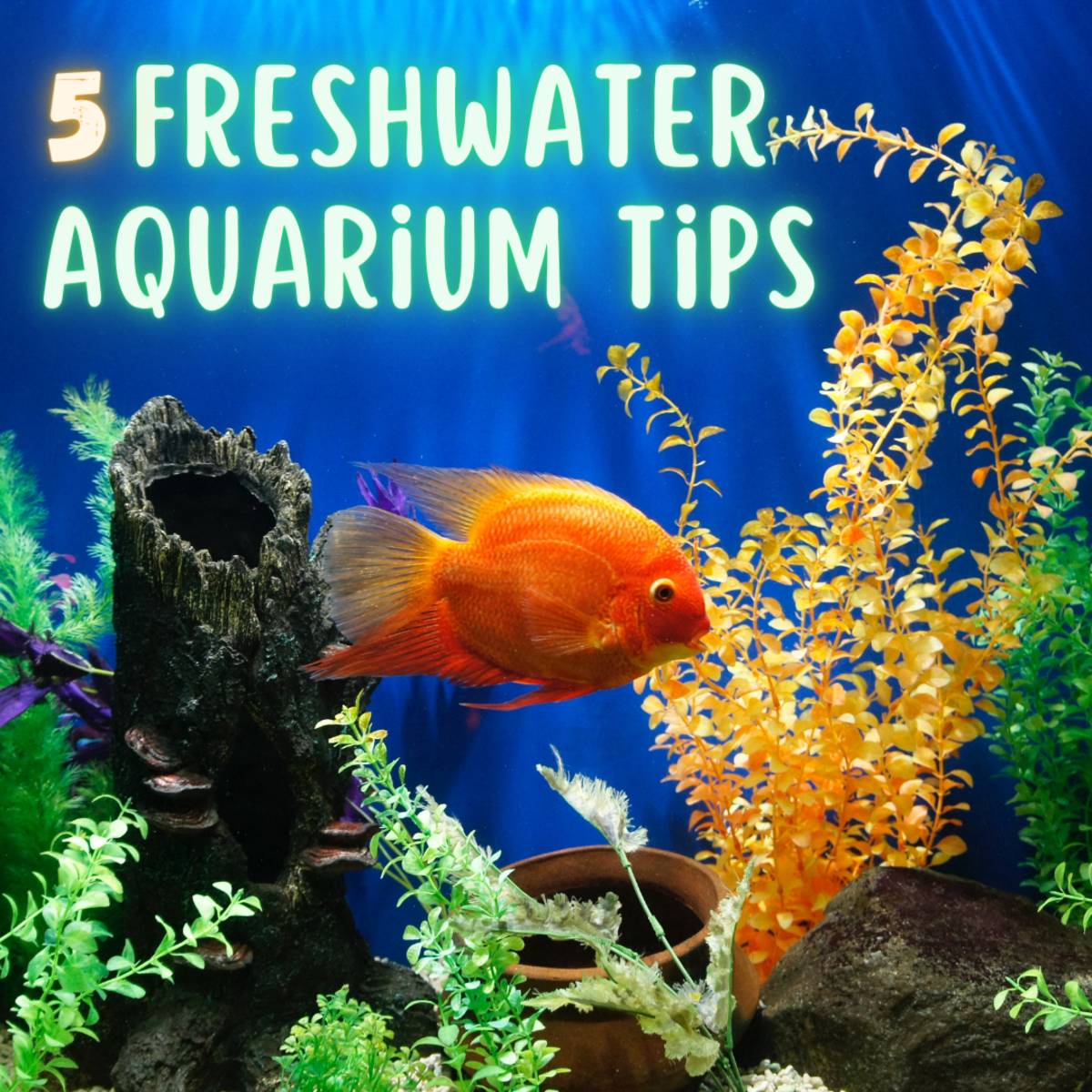 These tips for starting a freshwater aquarium will get your new tank on the road to success!