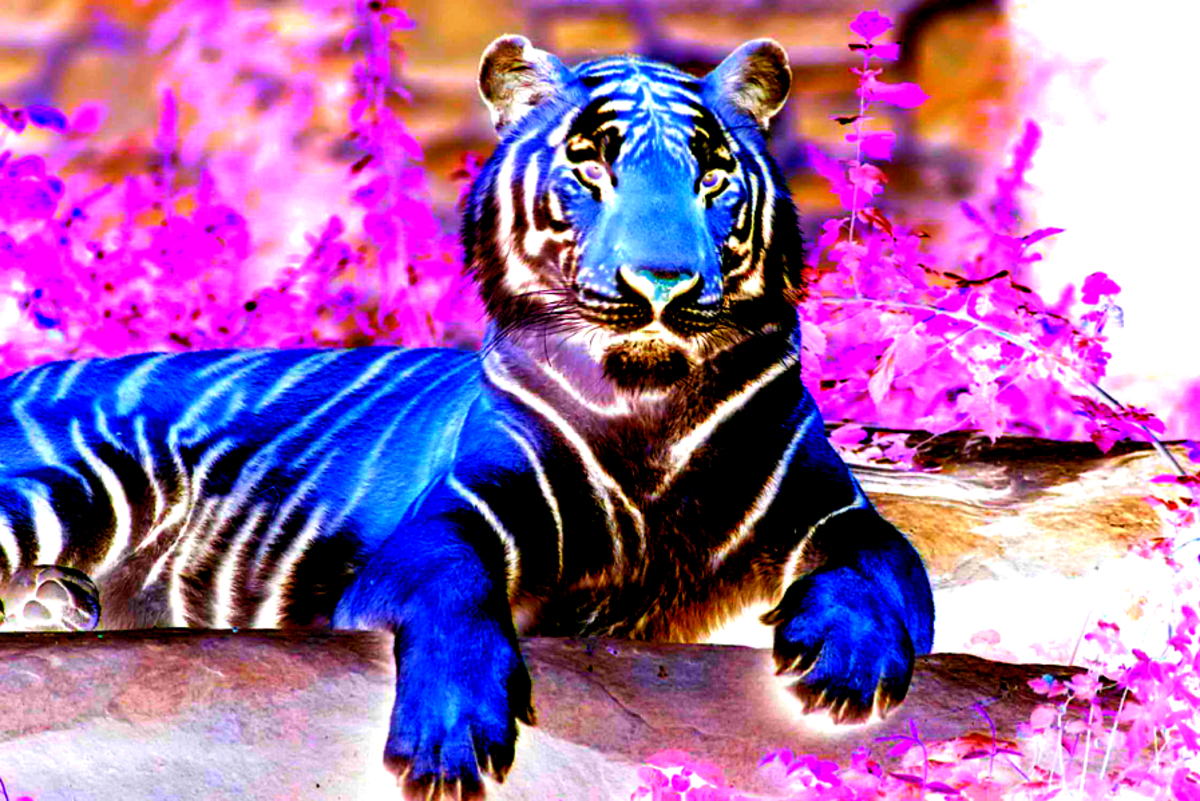 A normal photograph of a tiger after I inverted the colors.