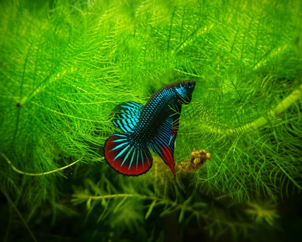 When cared for properly and paired with the right tank mates, betta fish are a joy. 