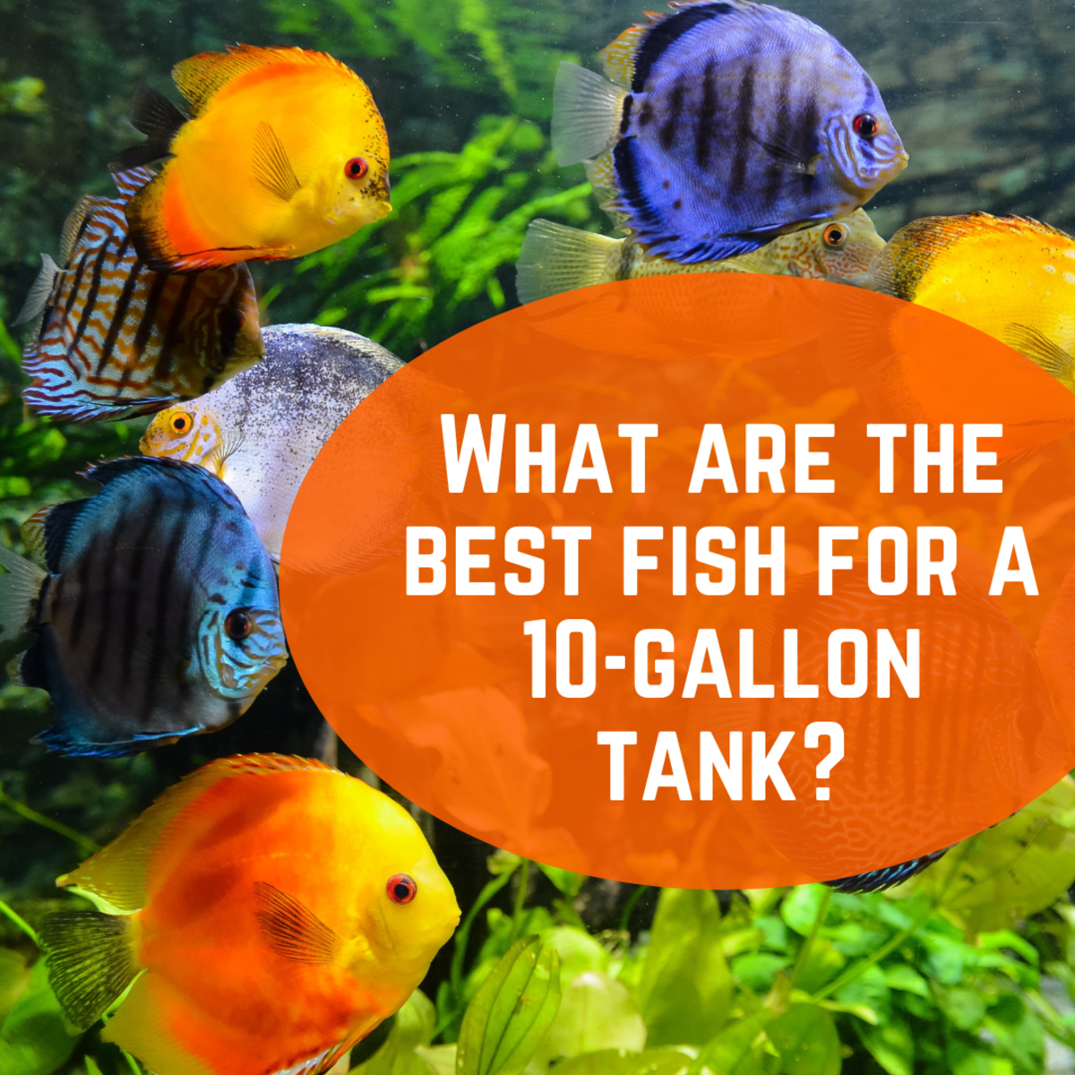 10 Best (and Worst) Fish for a 10-Gallon Tank Setup