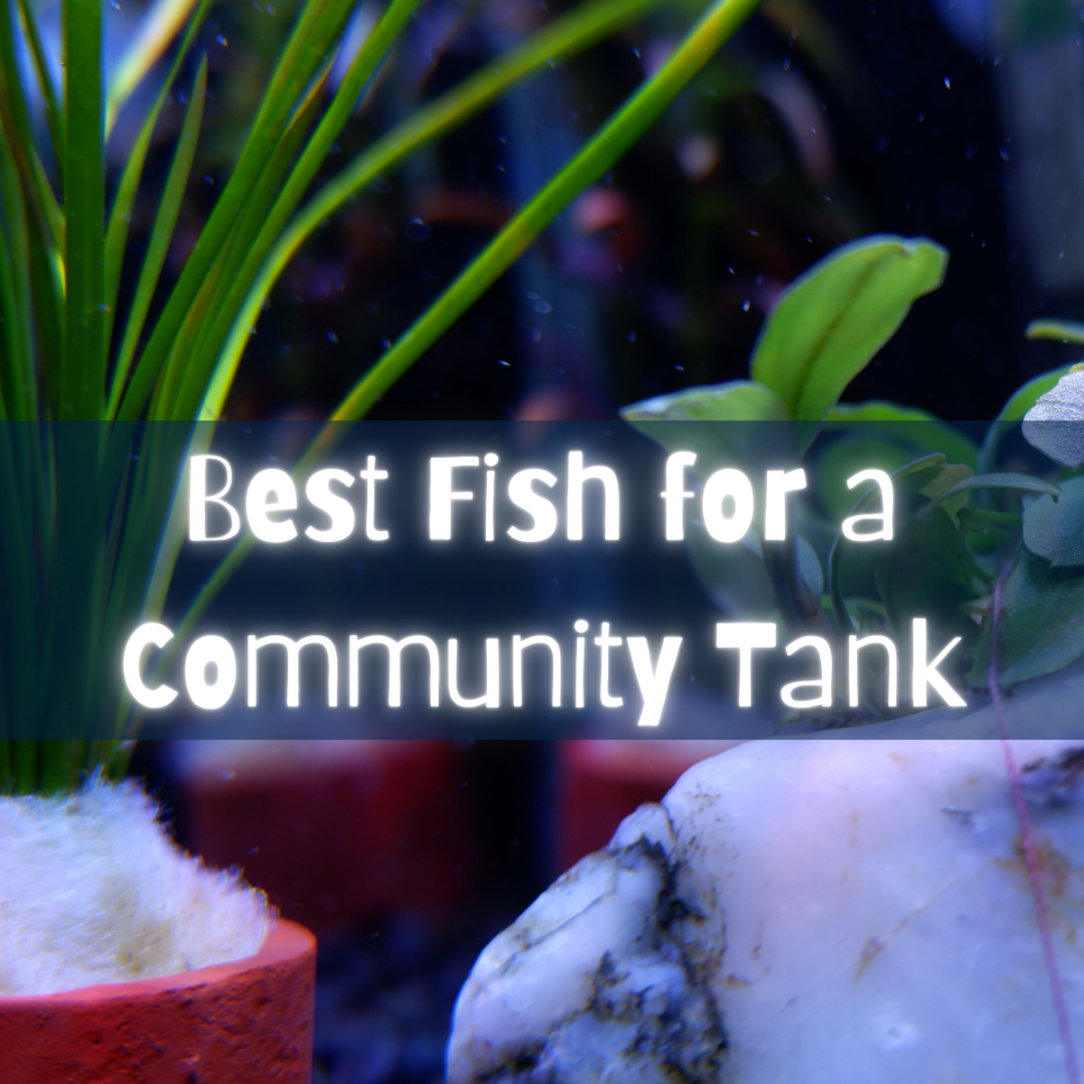 Find out which fish are the best choice for a calm, tranquil freshwater community aquarium.